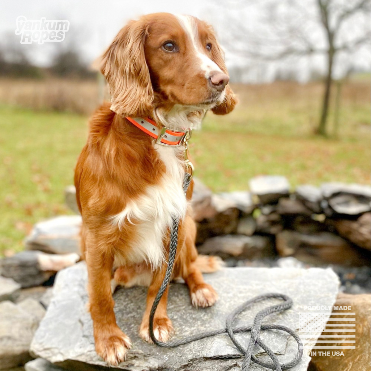 Winch Line Dog Leash