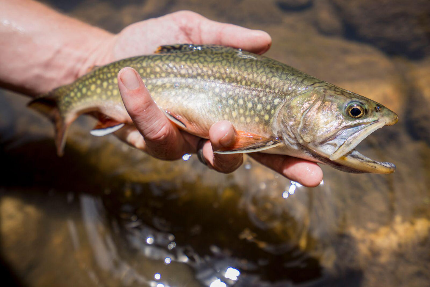 Sierra Tenkara Rod