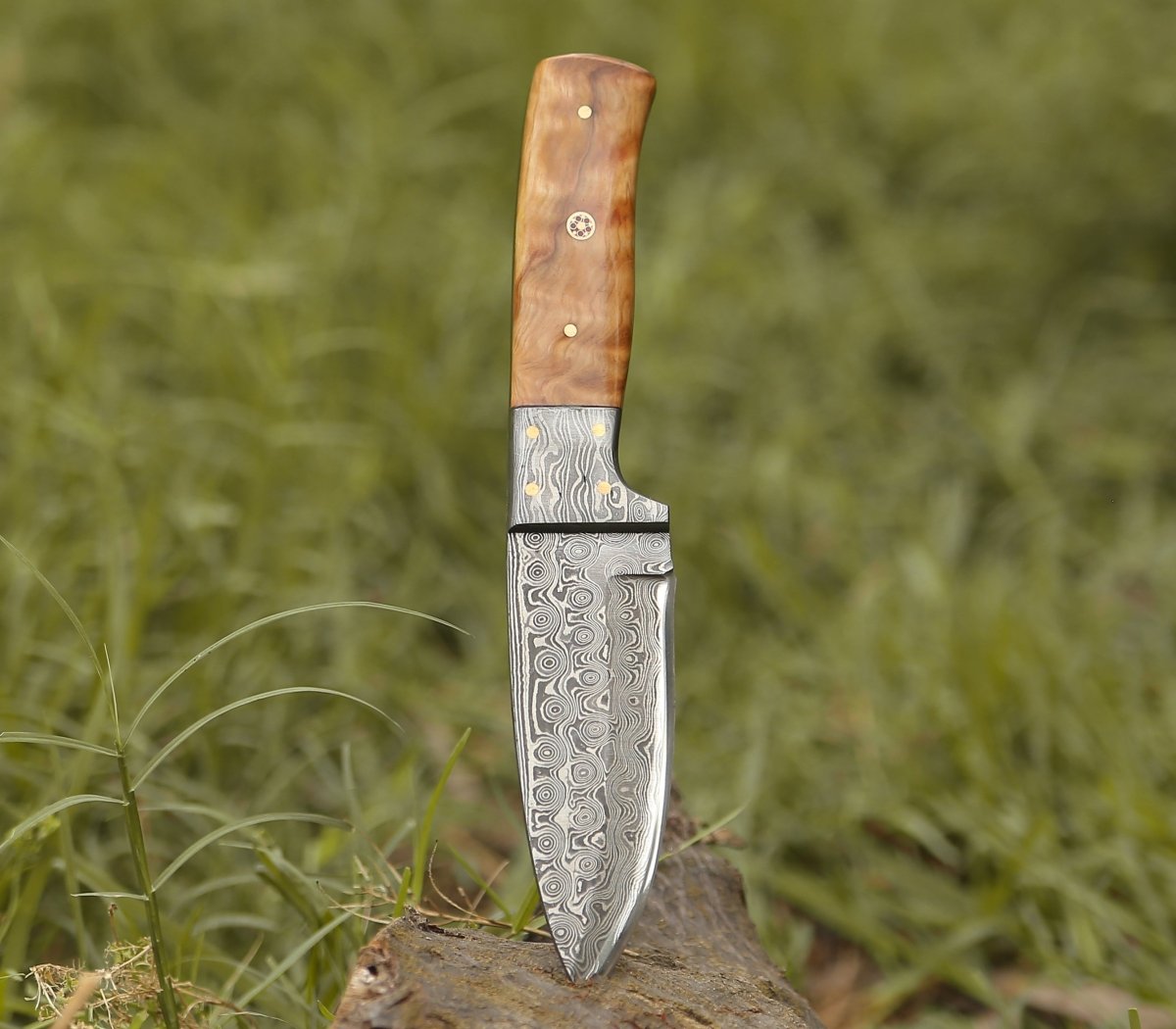 Quantum Camp Knife with Olive Wood Handle