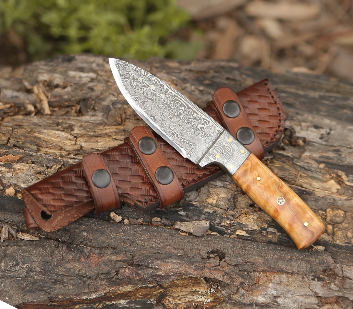 Quantum Camp Knife with Olive Wood Handle