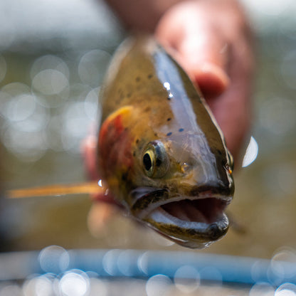 Sierra Tenkara Rod